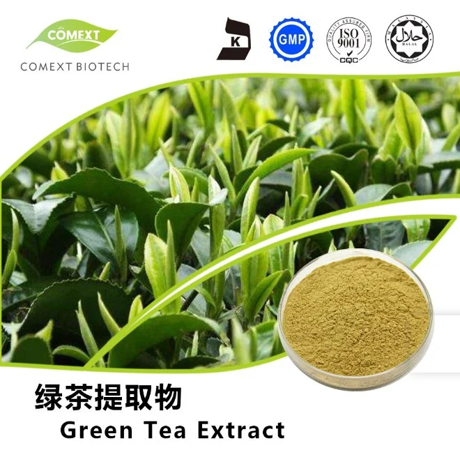 Comext Manufacturer Natural Organic Green Tea with Highest Epigallocatechin Gallate 98% Polyphenols