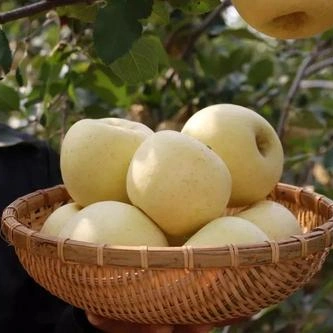 Köstliche frische goldene Creme FUJI