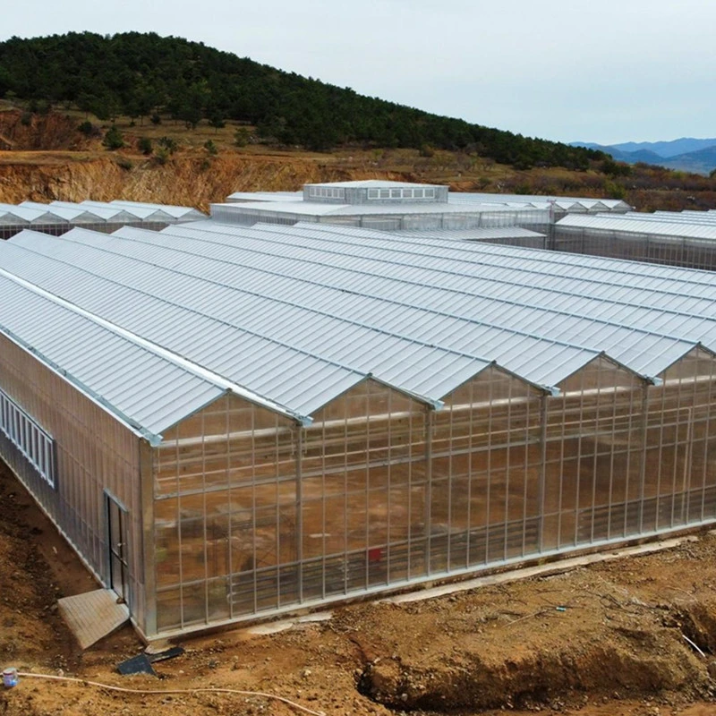 H Section Steel Structure Greenhouse Design with Customization Options