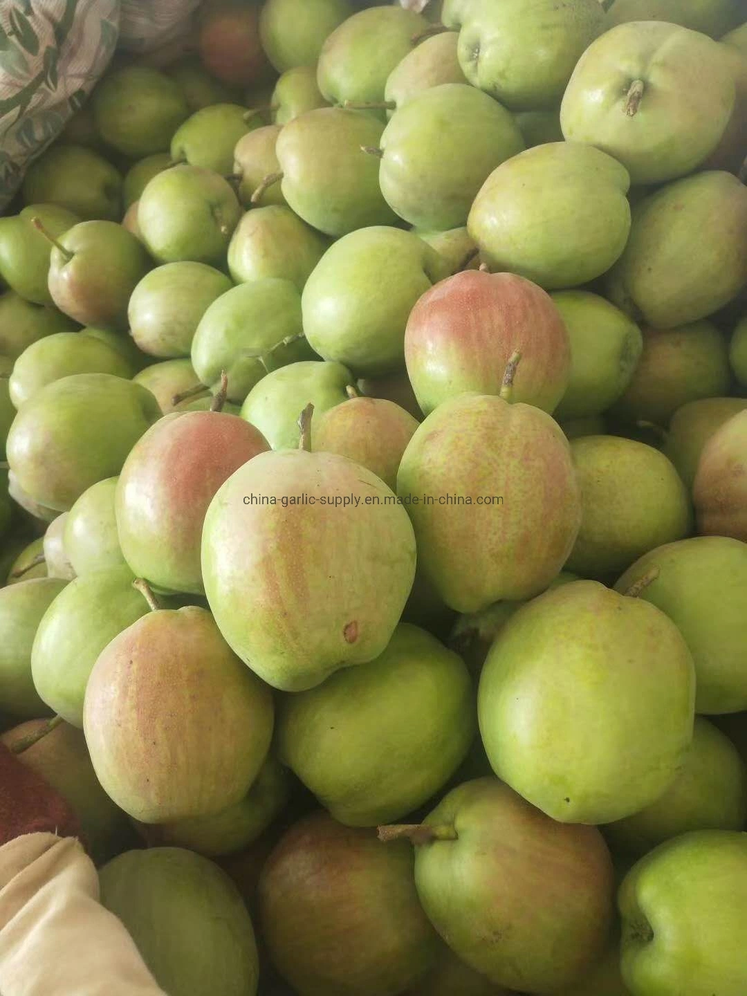 Supply Fresh Product for Sale Chinese Fresh Pear Fruit Emerald Pear Ya Pear Crown Pear Early Su Pear Shandong Pear Fengshui Pear