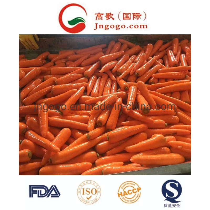 Good Quality Red Fresh Carrot Manufacture From China