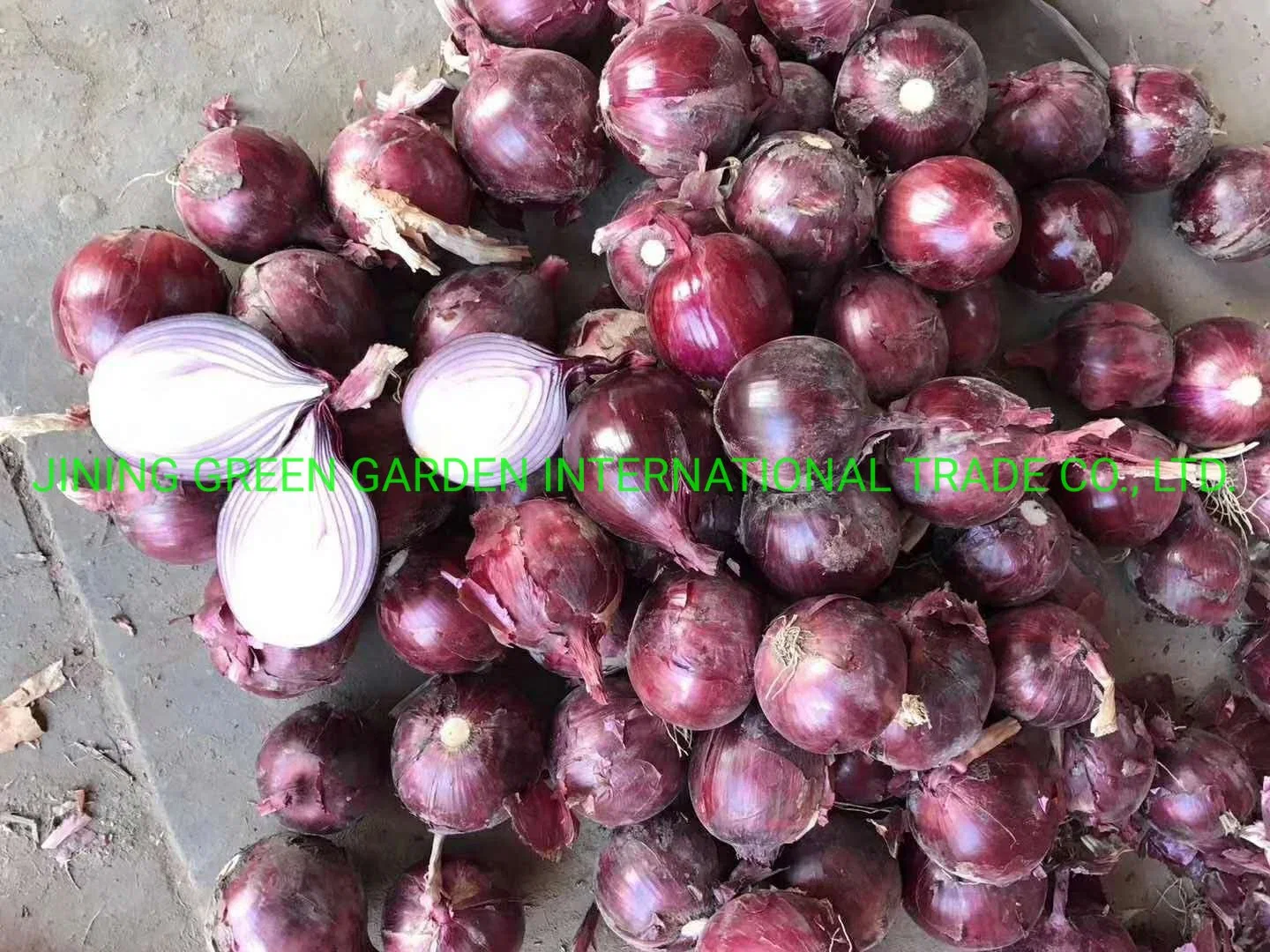 La parte superior calidad fresca Cebolla Roja China muestra gratuita de buen precio.
