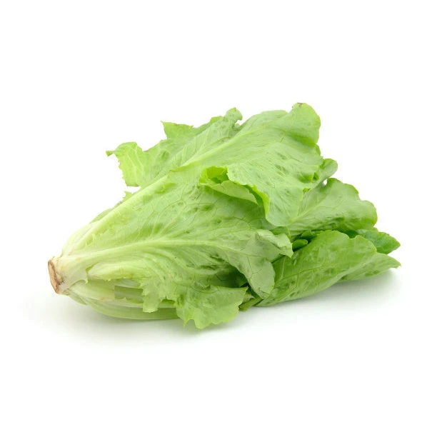 Factory Supply Fast Grow Green Salad Lettuce Seeds for Agriculture Sale