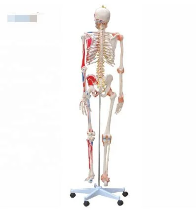 Neues Design Menschliches Anatomisches Skelettmodell