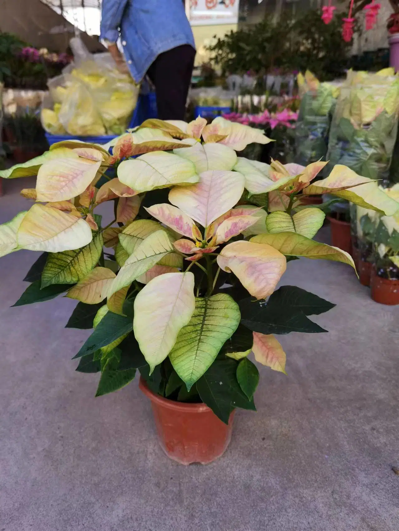 Großhandel Poinsettia Blumen Blatt Pflanze Topfed Bonsai für Gartendekoration, Innenpflanzen Live-Pflanzen China Kindergarten