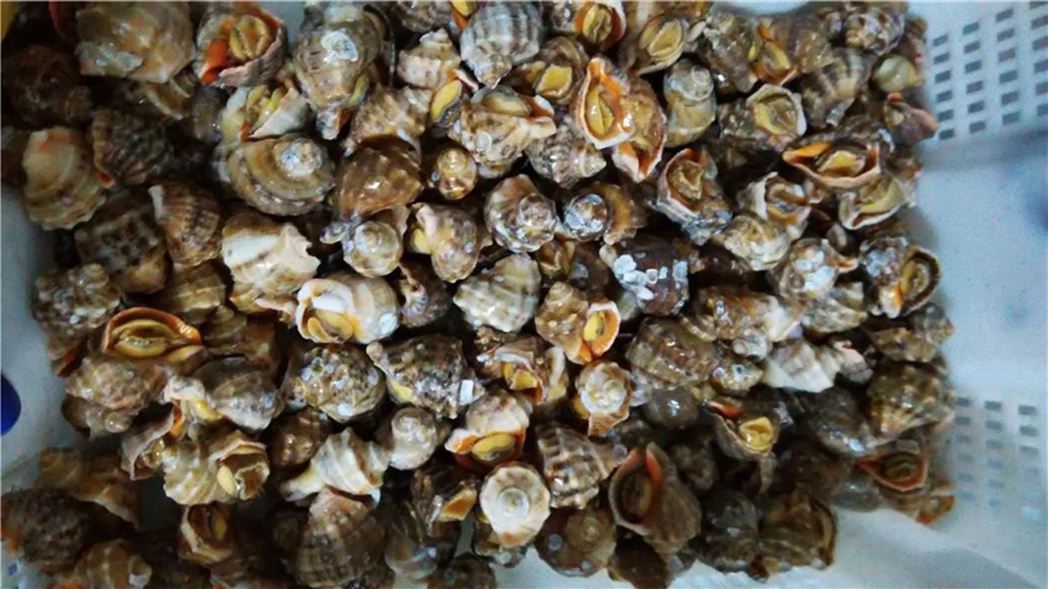 China Boiled Top Shell Meat, Conch Meat, Whelk Meat