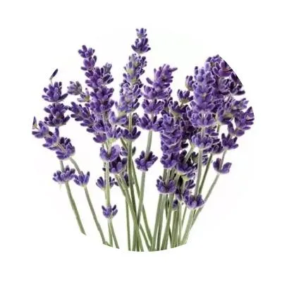 Pure Natural Skin Care Lavender Essential Oil CAS 8000-28-0