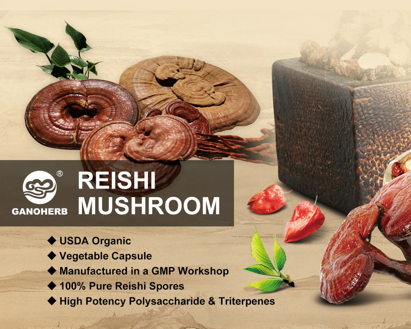 Extracto de Ganoderma en polvo Reishi Lingzhi en polvo de setas Reishi con USDA Organic