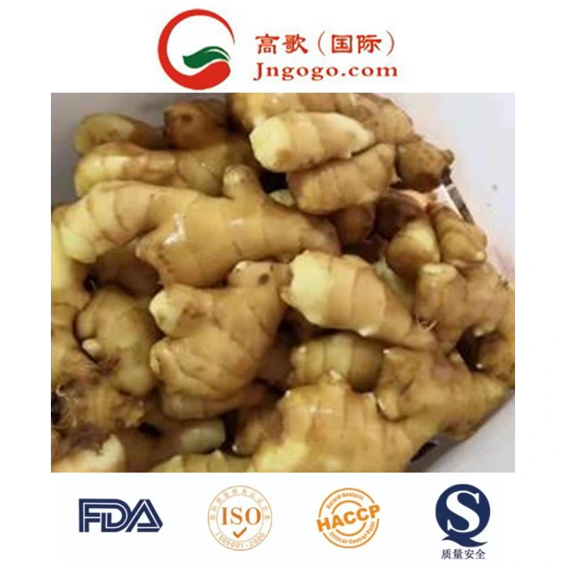 Fresh Shine Yellow Dry Ginger Supplier