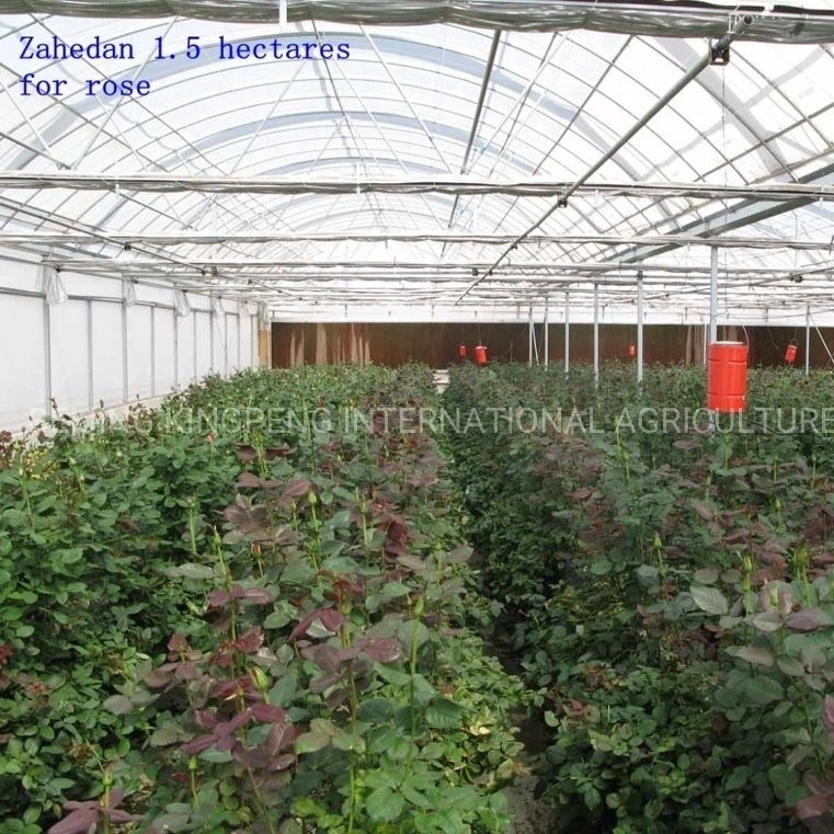 Arch Type Multi-Span Film Greenhouse Flower House China Supplier