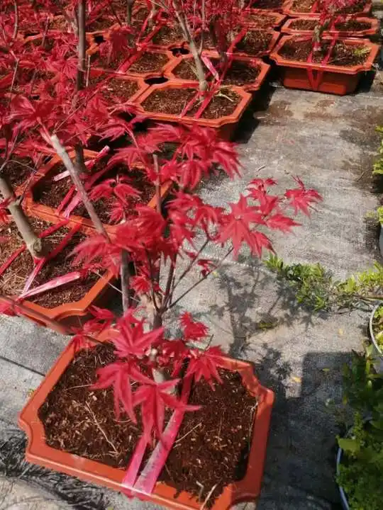 Red Maple Bonsai Real Plant Seedling Indoor Outdoor Ornament High quality/High cost performance 