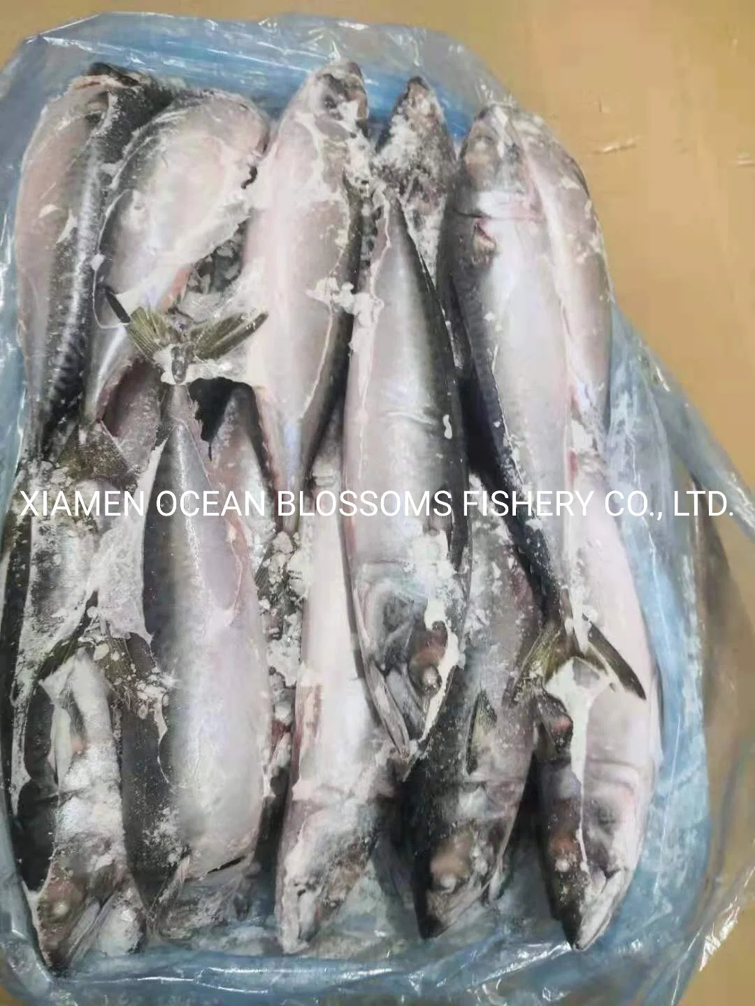 Ocean Blossoms Good Quality Frozen Mackerel Ecuador 15kg 20kg