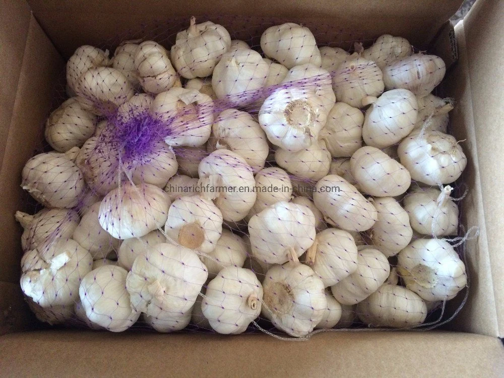 New Season China Fresh White Garlic