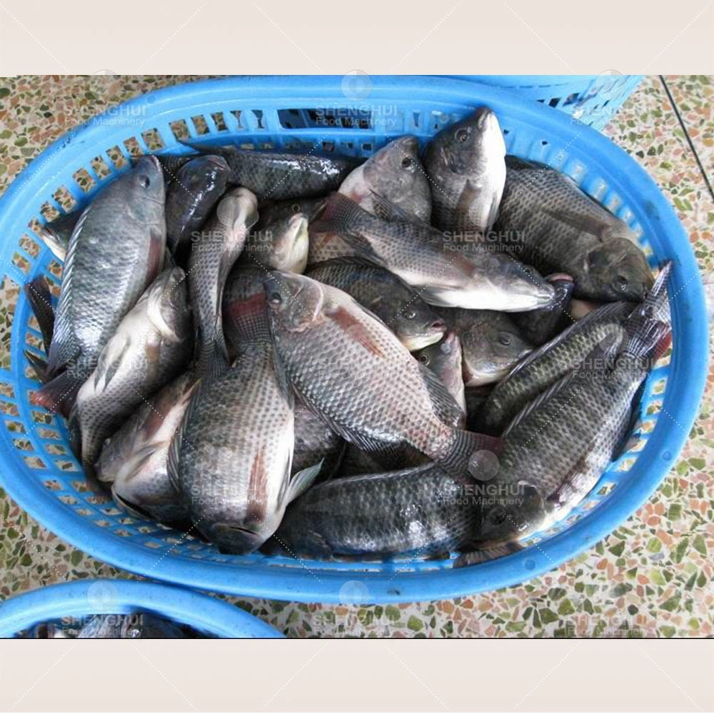 Ligne de traitement de la machinerie commerciale Poisson Dace matériel de triage poisson prélavage Équipement de levage