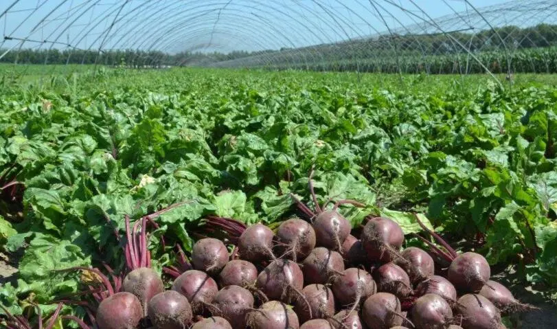 Açúcar Cristal de cana de açúcar natural de melaços de beterraba em pó e líquidos