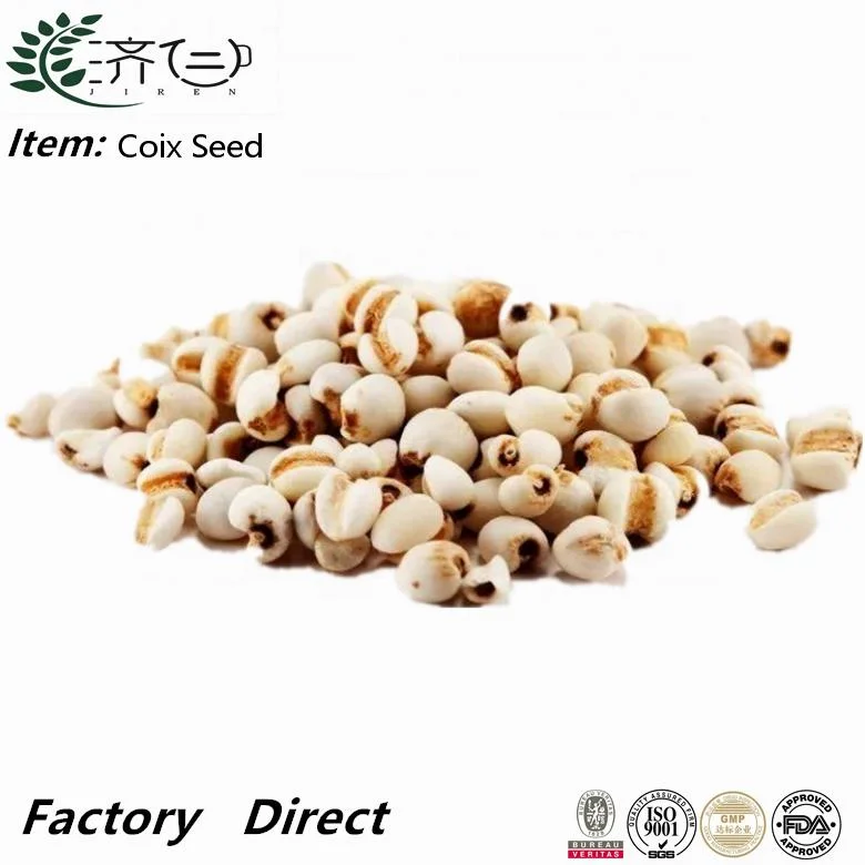 Wholesale/Supplier Chinese Herbal Medicine Dried Coix Seed