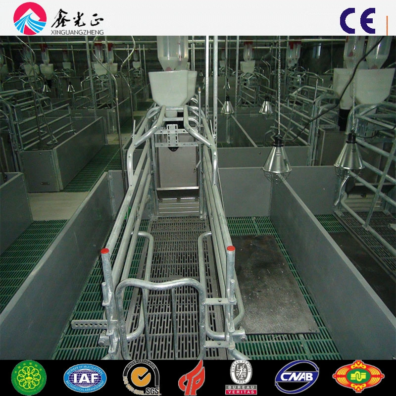 Automatic Pig Farming Feeder System for Pig House