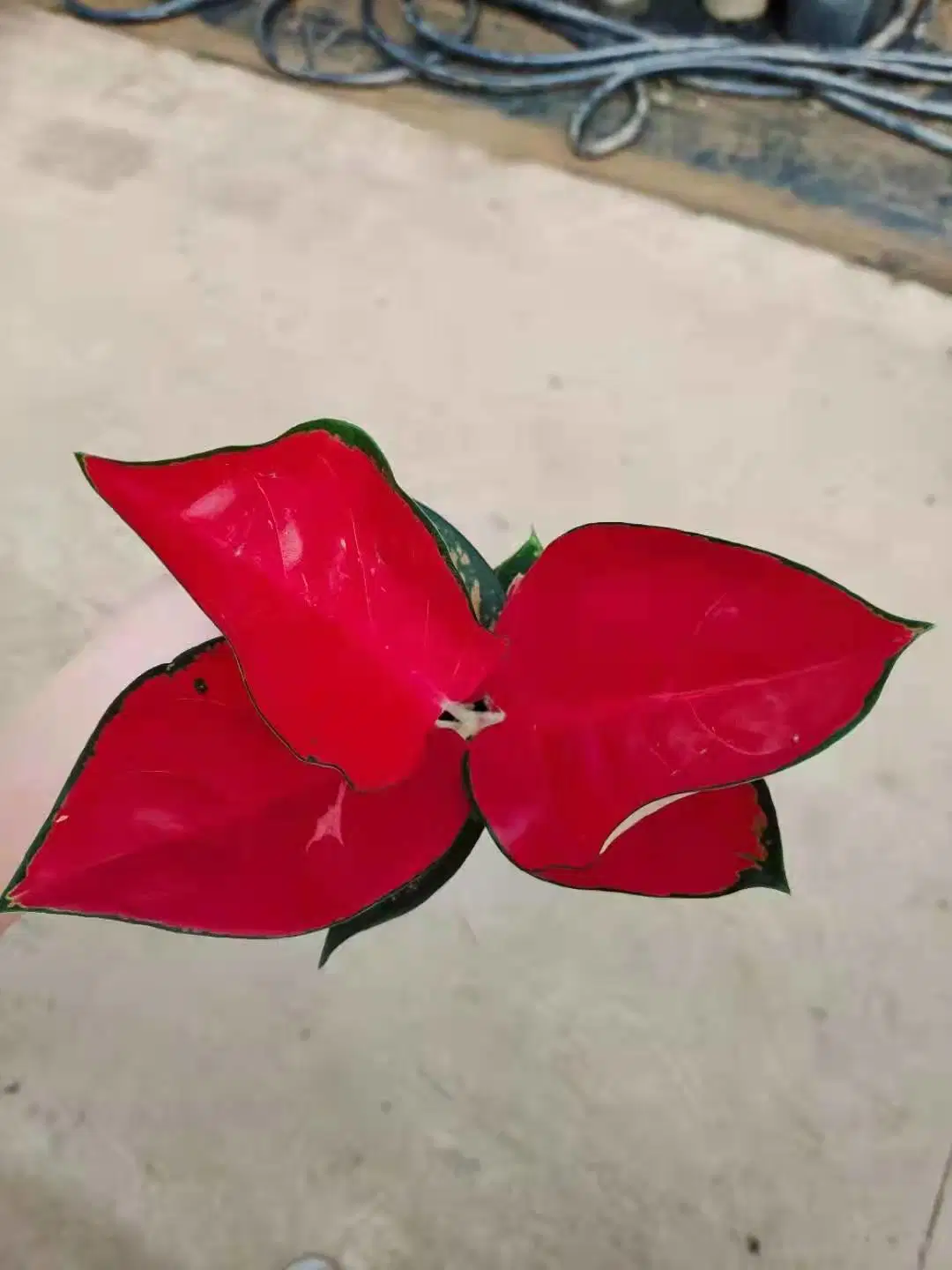 Super Red Suksom Jaipong Aglaonema Dongfanghong