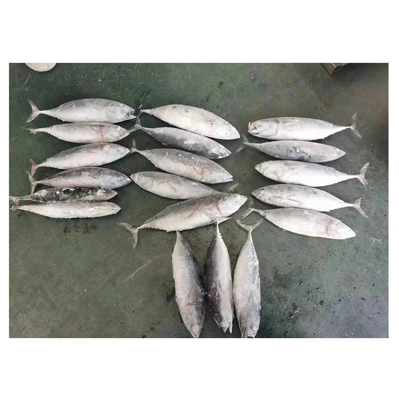 Una buena calidad de pescado congelado IQF Bonito 300-500g