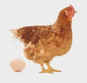 High quality/High cost performance  Farm Use More Eggs Increasing for Chicken Hen