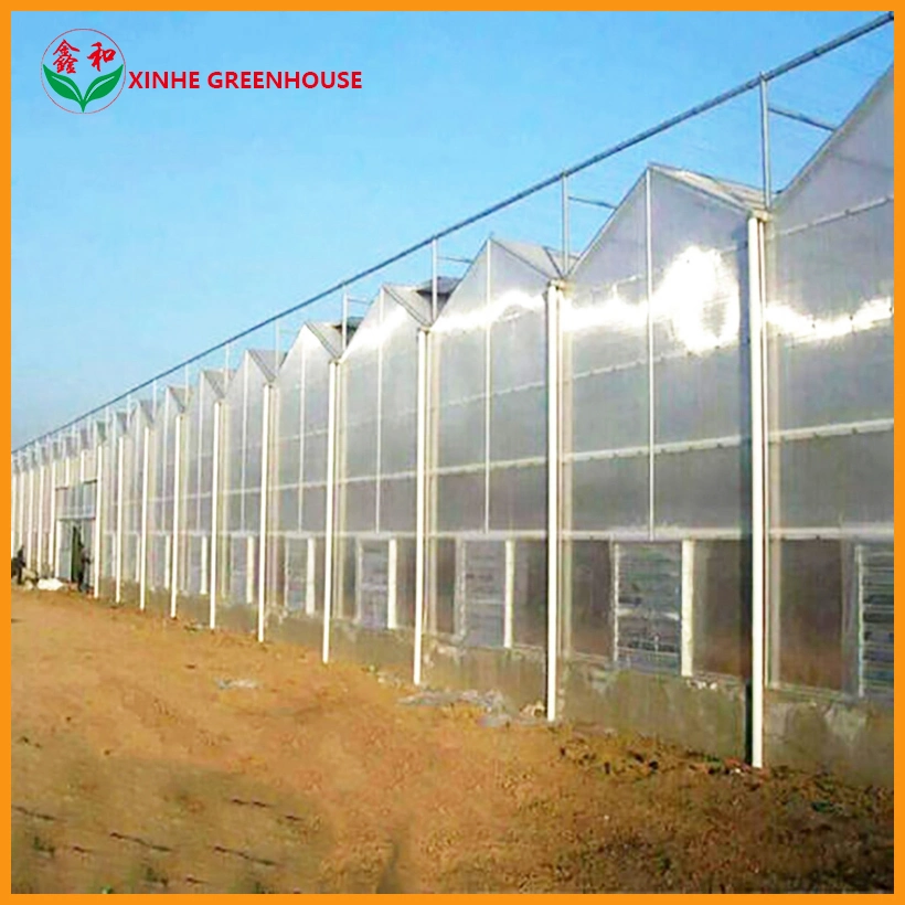 Multi/Single Span Arch Venlo Type Polycarbonate Board PC Greenhouse for Russia Market The Belt and Road Initiative/Cucumber/Lettuce/Pepper/Planting