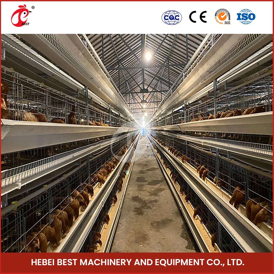 Bestchickencage H Type Breeder Cage Layer Cage China 3 Tires Chicken Layer Cage Manufacturer High-Quality Layers Cage 1000 Chickens Poultry Farm
