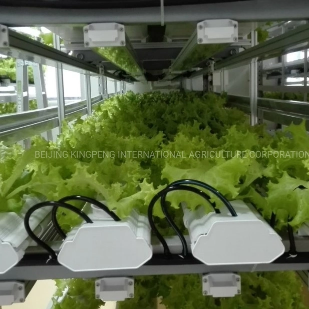 Soiless Cultivation for Vegetable in Poly/Film/PC Greenhouse with ISO9001: 2015