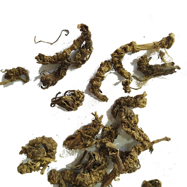 Hot Sale Dry Herb Rhizome of Broadleaf Chinese Common Valeriana Rhizome Roots