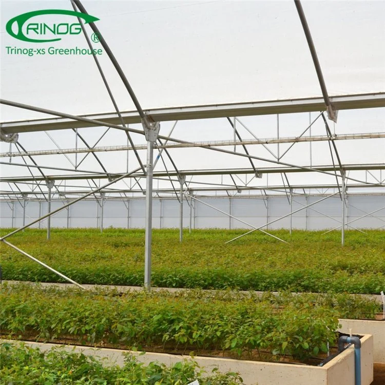 Waterproof Puncture Resistance Plastic Fabric Film Multi-span Greenhouse for Agricultural