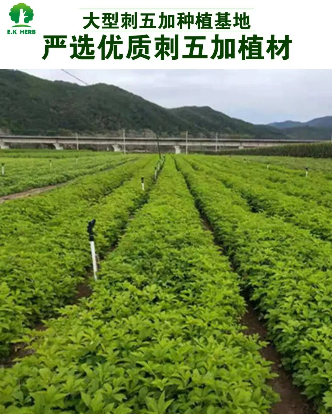 E. K Herb Siberian Ginseng Extract Eleutheroside Eleuthero Root Extract