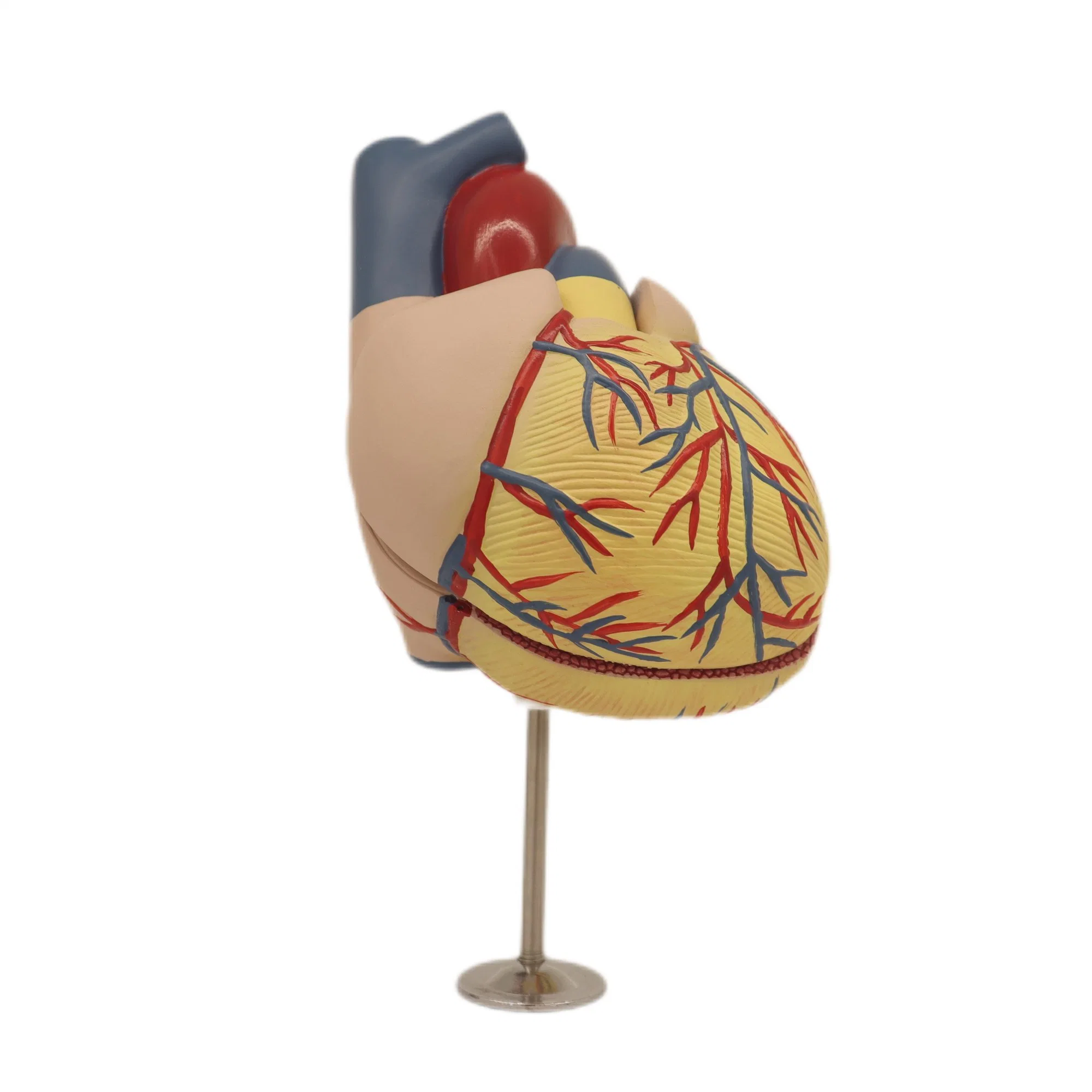 Modèles d'enseignement médical couleur osseuse modèle de squelette d'enseignement humain de Dissection cardiaque
