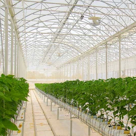 Multi-Span Film/Plastic Film/ Venlo Greenhouse for Vegetables/Flowers/Fruits/Experiment/Eco Restaurant