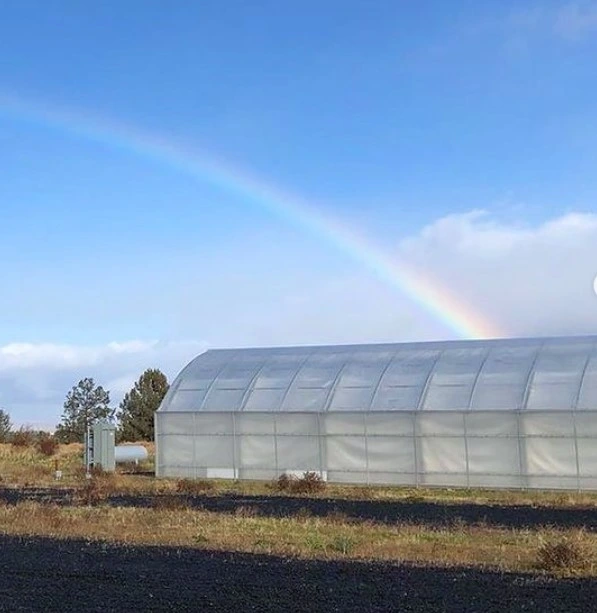 Clear 6 Mil 1 Yr Greenhouse Film 20 FT X 100 FT