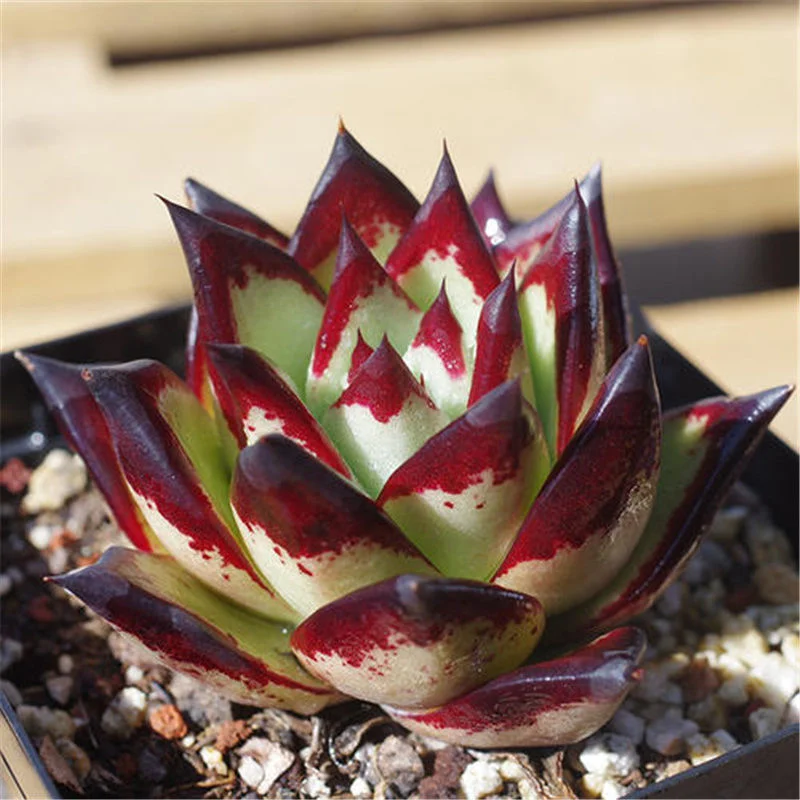 Echeveri avoides Ebony planta suculenta plantas verdaderas suculentas