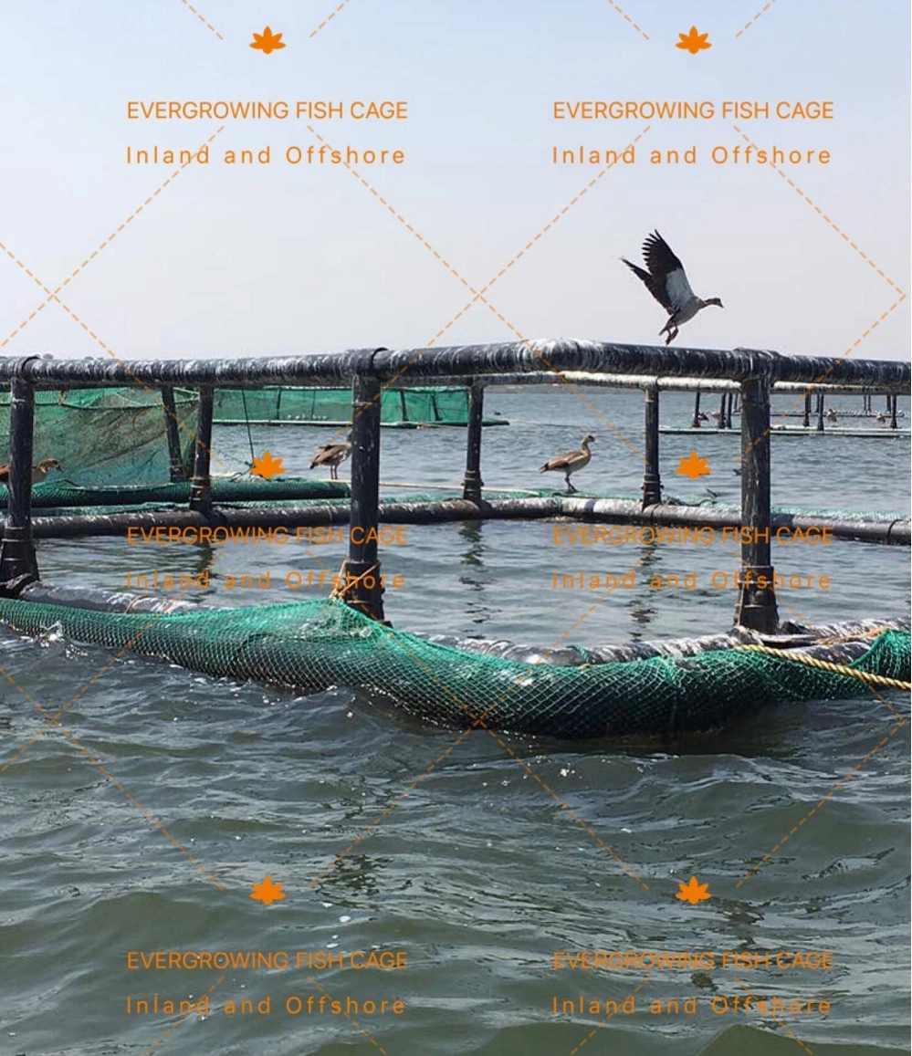 HDPE Square Tilapia Farming Grow out Fish Net Cage