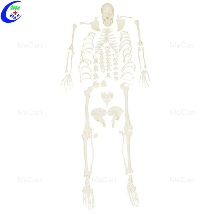 Medical Model 180cm Artificial Human Body Anatomy Skeleton Model