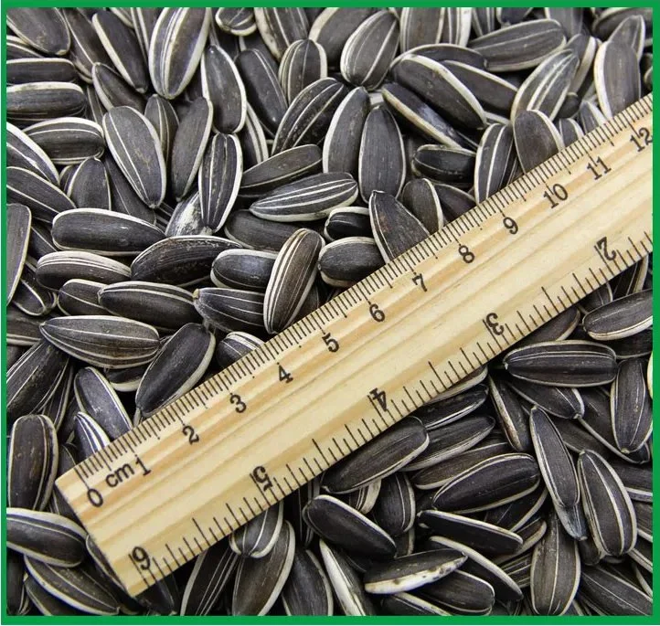 100% Natural Product ISO Certification Black Sunflower Kernels Seeds