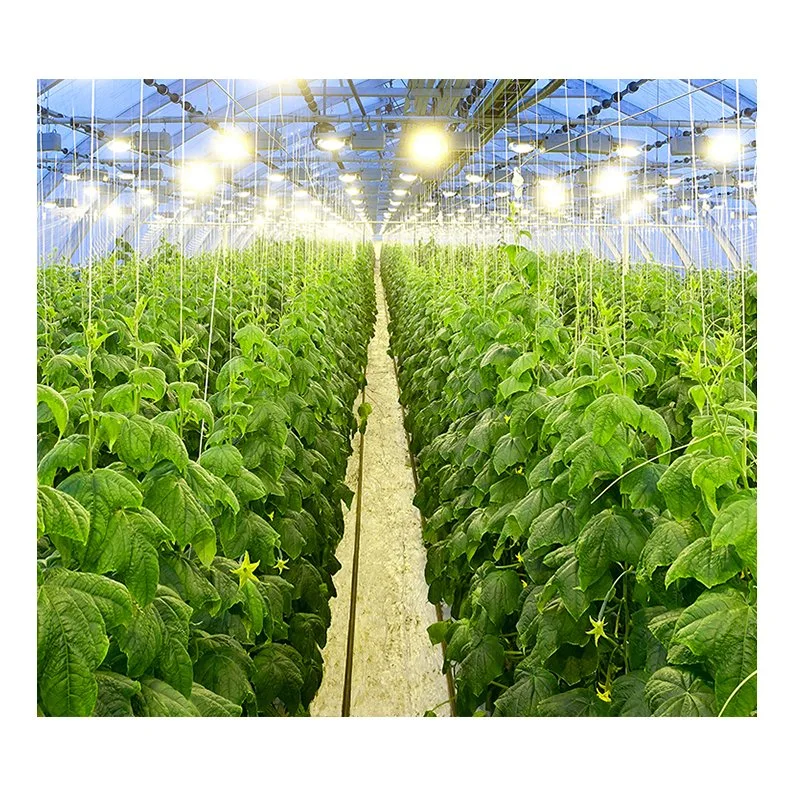 UV Resistant 200 Micron Multispan Film Greenhouse for Vegetable Growing