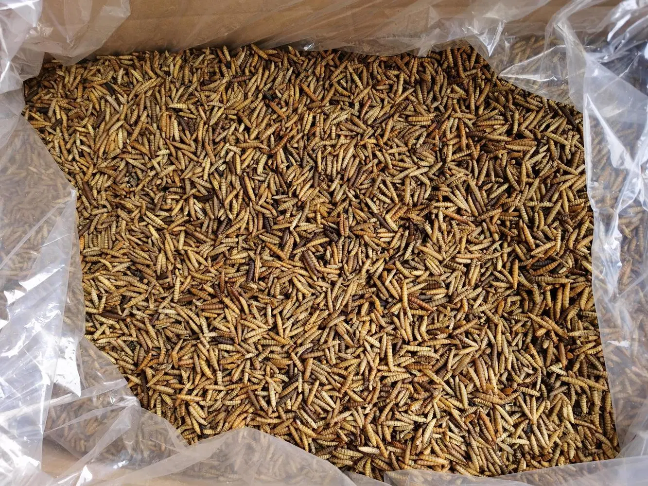 Dried Black Soldier Fly Larvae for Birds/Poultry/Reptiles Feed