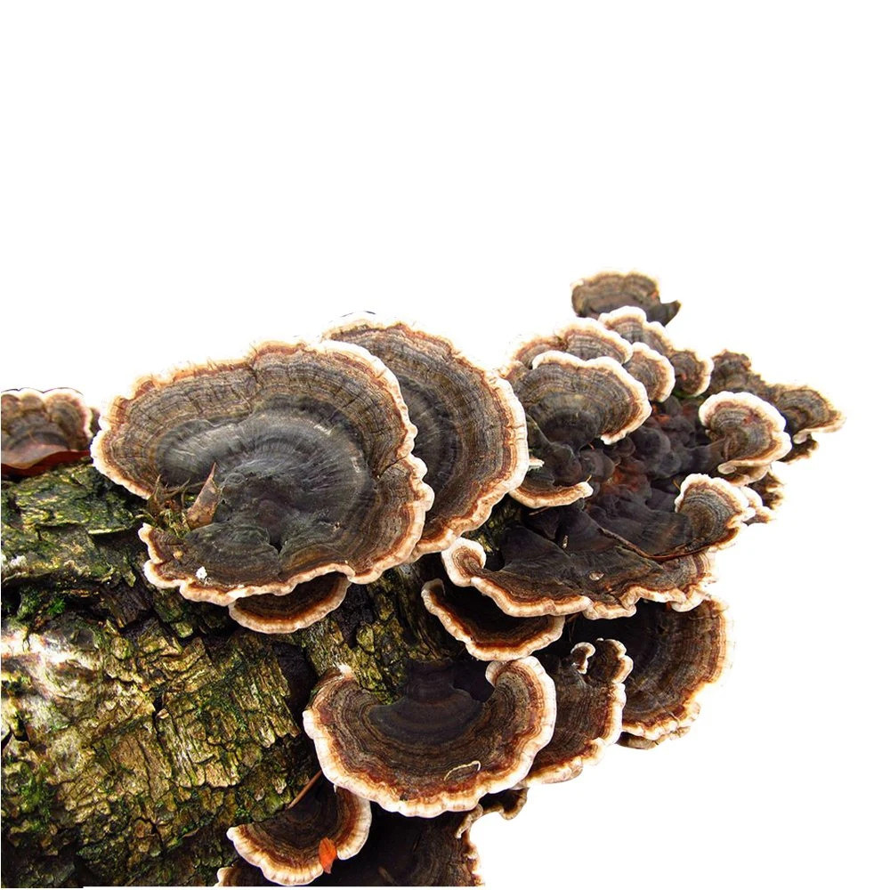 Organic Trametes Versicolor Mushroom Extract Ganoderma Mushroom Reishi Mushroom Lion's Mane Mushroom Complex