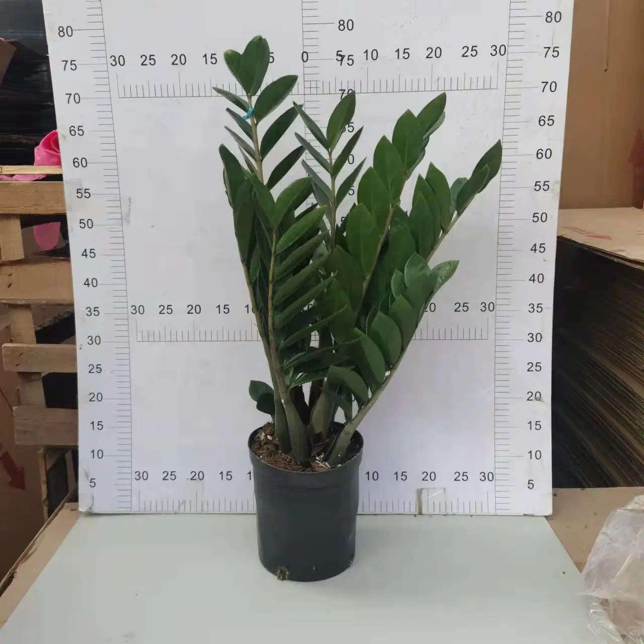 210#Zamioculcas Zamiifolia Araceae Zz Plant Flower Gardening Live Plant