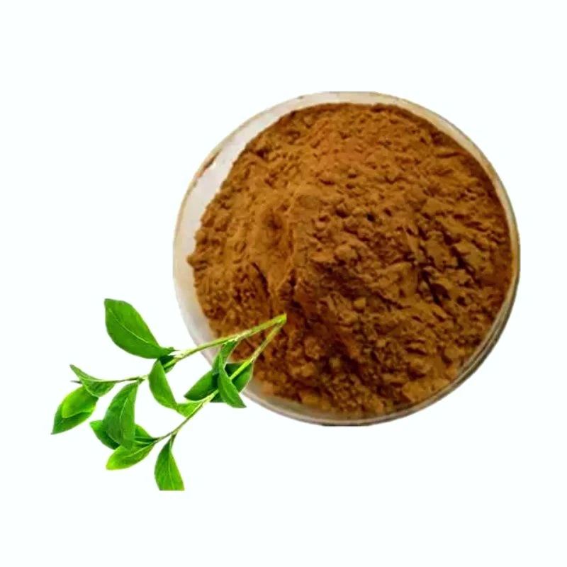Factory Directly Provide Herb Polygonum Aviculare Extract Chinese Herbal Medicine