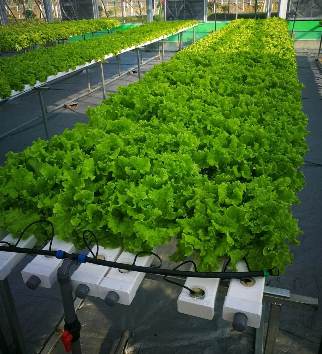 La agricultura vertical verduras Hidroponía Film de gases de efecto múltiple/individual Span invernaderos Precio marco