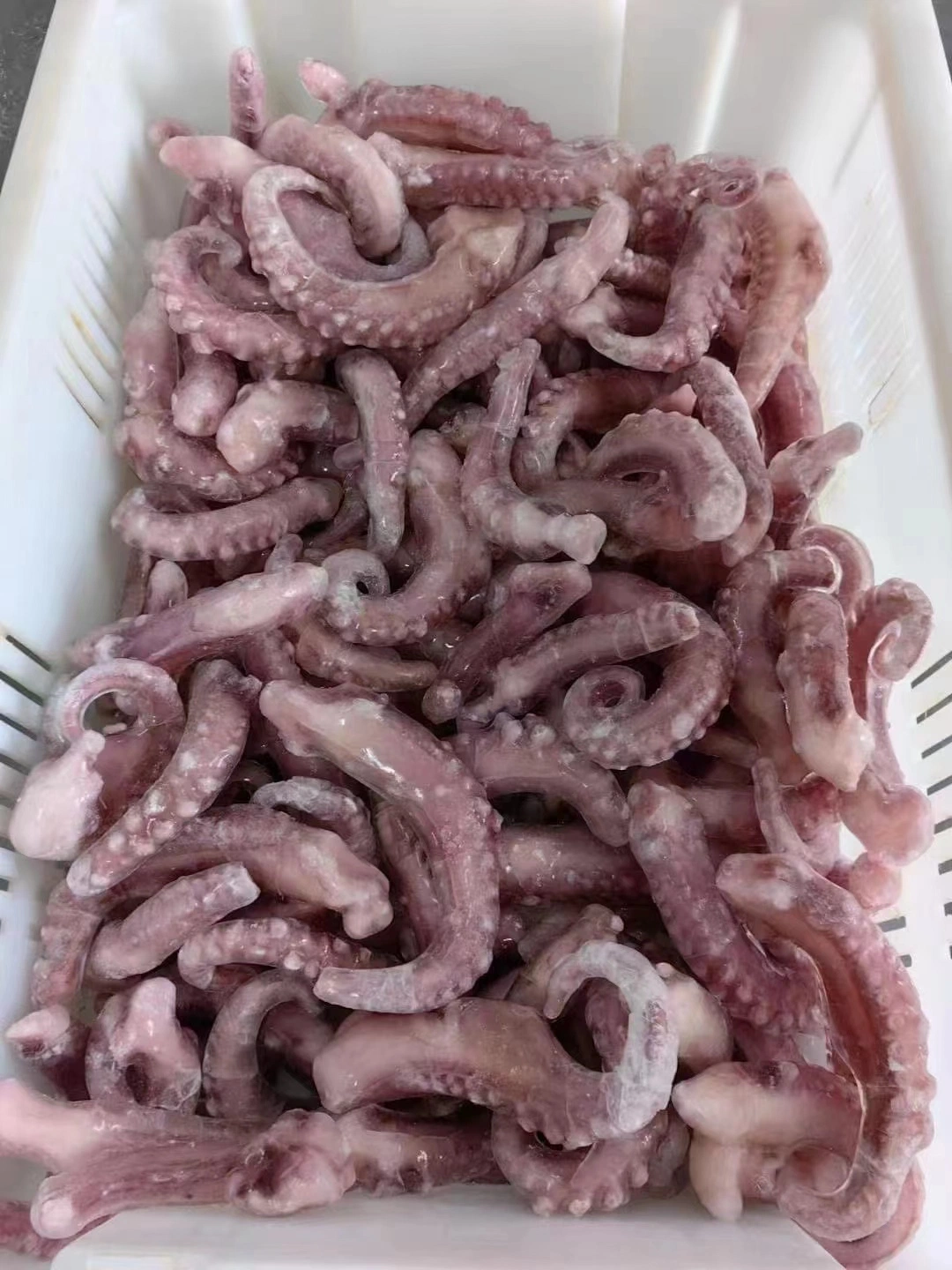 Frozen Seafood Gigas Squid/Calamar Pota Tentacle with Good Price