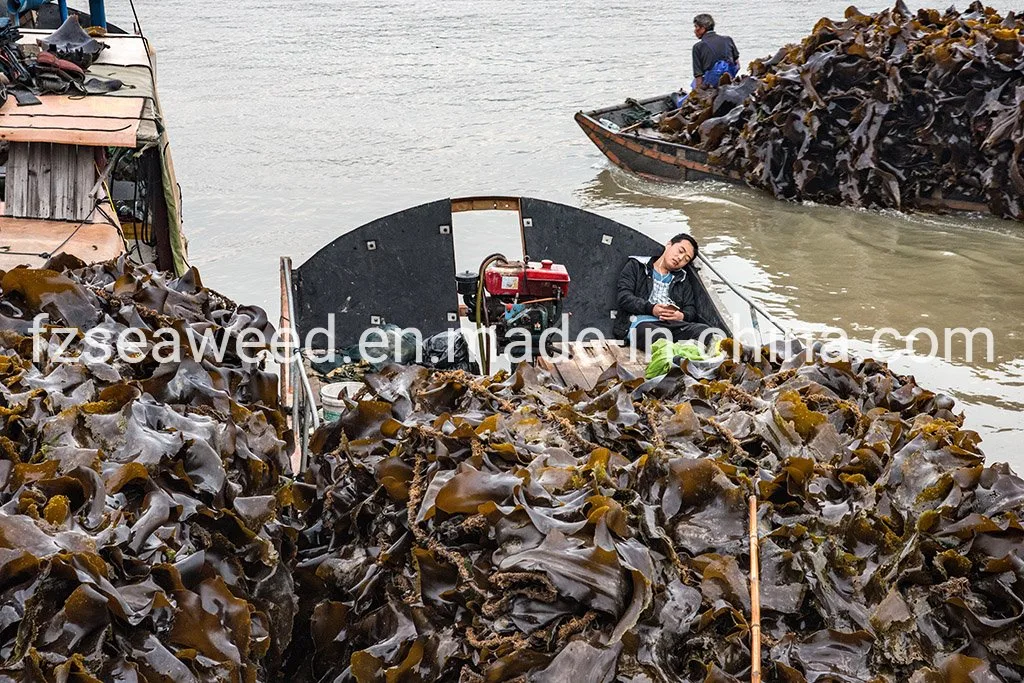 Wholesale Healthy Food Grade Fresh Water Washed Kelp algues