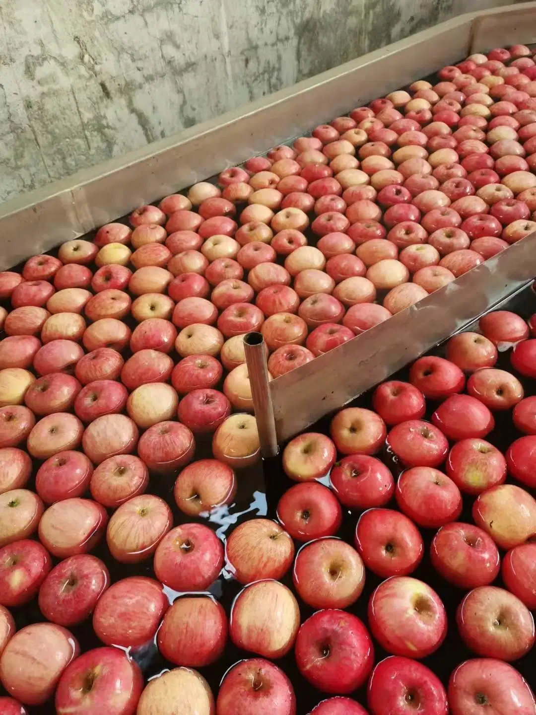 Nouvelle pomme Yantai FUJI