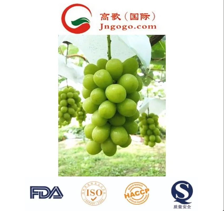 China uvas verdes con Marca Gogo