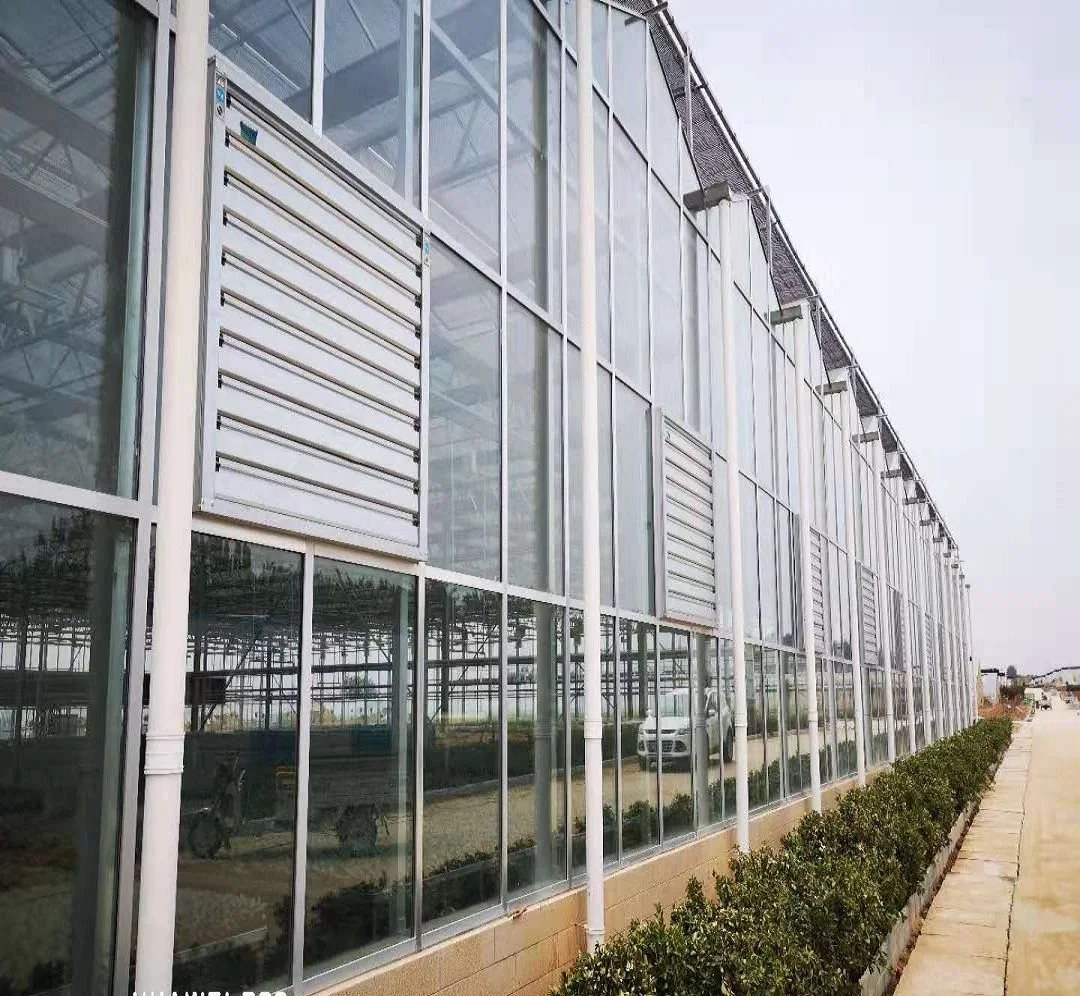 Invernadero solar Policarbnate comercial con sistema hidropónico para Verde de planta de engorde Accesorios para la casa Q195 material
