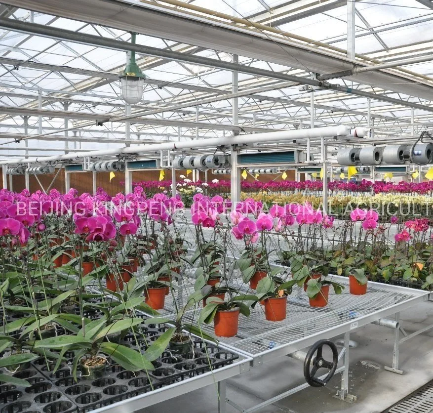 Mehrspan Venlo hydroponic polytunnel Landwirtschaftliche Glasgewächshaus für Gemüse/Blumen/Früchte/Garten/Ernte