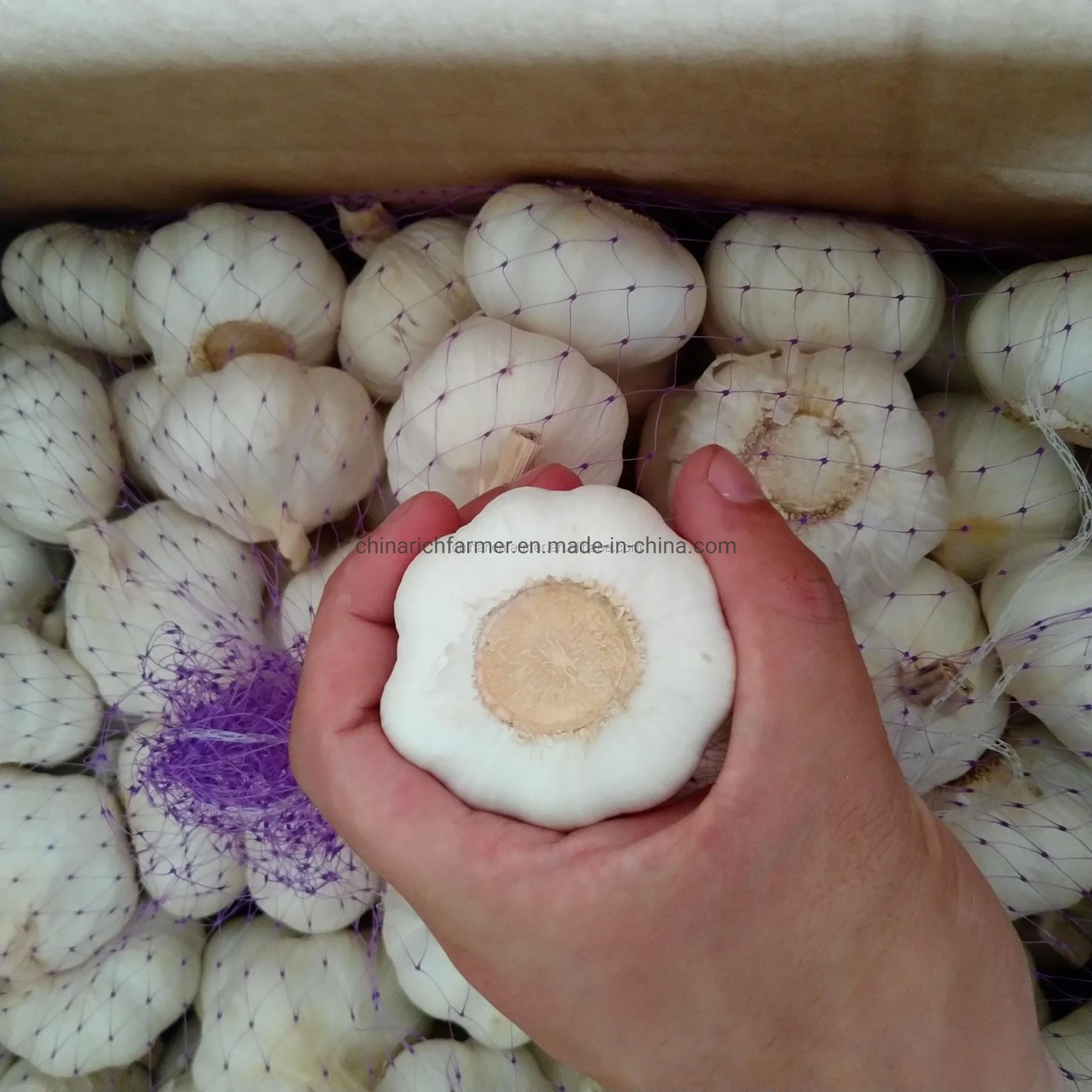 6 Cm 15kg Super Quality White and Purple Red Garlic